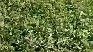 معرفی کود 10X شوک و نتیجه آن در مزرعه لوبیا