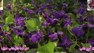 بازی عاشقانه در غزل شب گیسو از غزلیات طالب اردبیلی