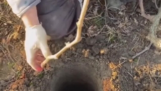 کاشت انگور به سبک روسی نهال باما