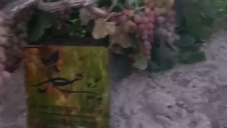 انگور صاحبی نهال با ما