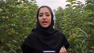 خرید و کاشت نهال گلابی