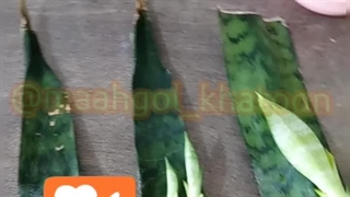 تکثیر راحت قلمه زدن انواع گیاهان آپارتمانی سانسوریا زاموفیلیا پاجوش ریشه دار شدن ضدعفونی سنجاق آب جوشیده سردشده