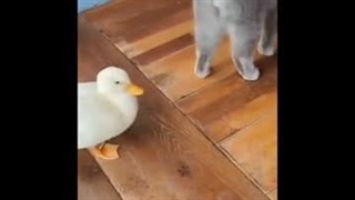 دوستای شما هم؟