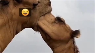 ناموسن لب گرفتن اصلش اینجوری پسرا مراعتتون میکنن