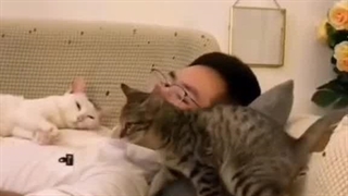 همممم یه گربه باید بگیرم