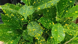 روش نگهداری گیاه آکوبا ( در 1 دقیقه ) گلخانه سانا گل