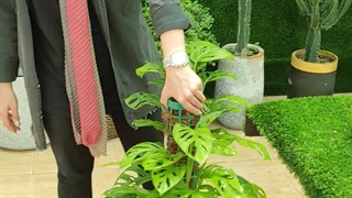 روش نگهداری گیاه پتوس حصیری ( در 60 ثانیه ) گلخانه سانا گل
