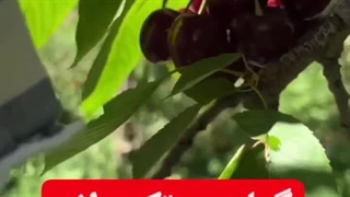 خرید نهال گیلاس تک دانه ای