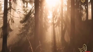 امام رضا(ع) را دیدم که با یارانش آمد سمتم