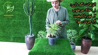 روش نگهداری قطره طلا | سانا گل