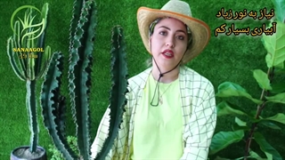 روش نگهداری افوربیا اینگنس | سانا گل