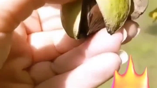 ️نهال گردو پکان امریکایی️