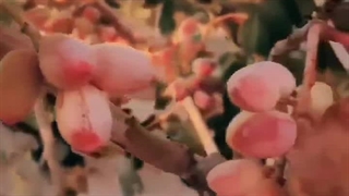 پربار کردن درخت پسته