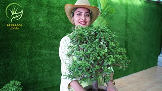 روش نگهداری پرتو لاکاریا (گل خرفه یا جید مینیاتوری)|سانا گل