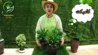 روش نگهداری گیاه کامپکت(نکات مهم)|سانا گل