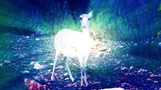 آهویی که خندان نزد امام رضا(ع) رفت و گریان برگشت