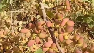 باردهی نهال پسته احمد آقایی