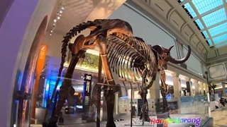 موزه تاریخ طبیعی در آمریکا - برنامه رنگ وارنگ عمو رضا