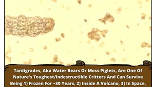 Resilient Tardigrades: Survivors Extraordinaire!
