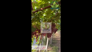 انگور رد گلوب نهال باما