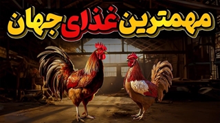 تاریخ پرفراز و فرود مرغ  و خروس وحمایت آنها از انسان در گذر زمان
