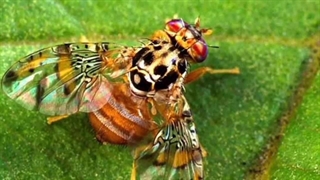 فکت های عجیب حیوانات وحشی