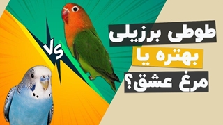 طوطی برزیلی بهتره یا مرغ عشق؟