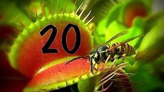 20 تله هوشمندانه توسط گرسنه‌ترین گیاهان گوشت‌خوار