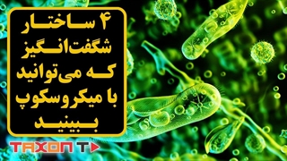 4 ساختار شگفت‌انگیز که می‌توانید با میکروسکوپ ببینید!!