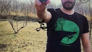 نهال سیب آبی