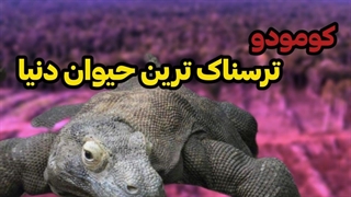 کومودو ترسناک ترین حیوان!!