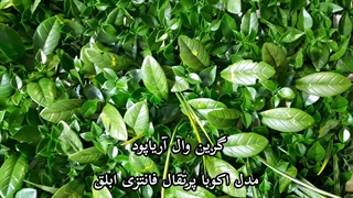 گرین وال آریا پود مدل اکوبا پرتقال فانتزی ابلق