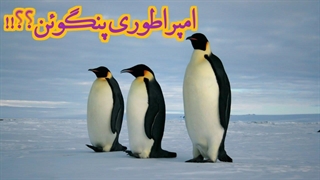 جذاب ترین امپراتور های قطب!!