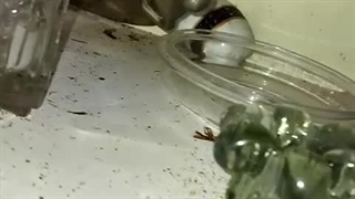 سمپاشی موریانه در منزل