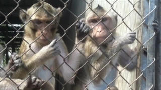 آزمایش حیوانی : پشت پرده تاریک آزمایشگاه های حیوانی