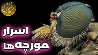 ما درباره مورچه چه چیزهایی میدانیم؟