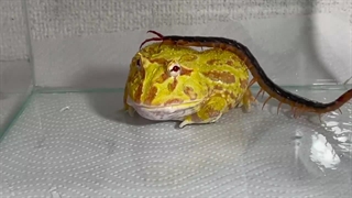 قورباغه‌های پکمن چه می خورند؟