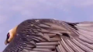 غذا خوردن پرنده همای سعادت