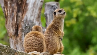 ۱۰ تا از زیباترین حیوانات دنیا