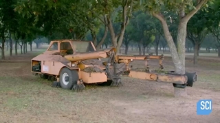 گردوی آمریکایی پکان (از کاشت نهال تا فرآوری)