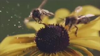 چگونه فناوری جدید زنبورداران «می یون» پکن را ثروتمند کرد؟