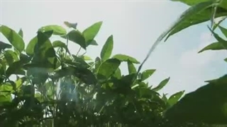 چگونه دانشمندان چین را از وابستگی به واردات سویا رها می‌کنند؟