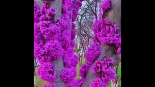 طبیعت زیبا، پرندگان خوش الحان، آب زلال