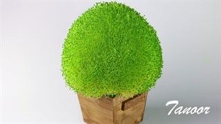 آموزش درست کردن سبزه چیاسید و یا تخم شربتی