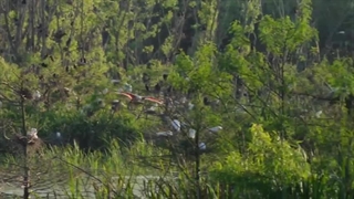 مستند داستان در اعماق قلب: حیات وحش تگزاس 2022 زیرنویس فارسی