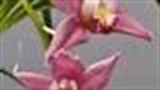 موسم گل شد و وقت گل چیدن-144p