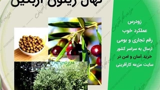 نهال درخت زیتون 02332300315 نهالستان زیتون