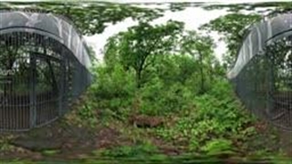 Wild Cats in the Primorsky Safari Park, Vladivostok, Russia. 360 video in 16K.