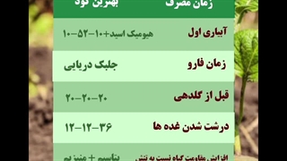 برنامه غذایی و کوددهی سیب زمینی