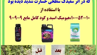 احیاء مزرعه گوجه فرنگی که در اثر سفیدک سطحی خسارت شدید دیده بود